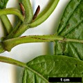 SpeciesSub: subsp. occidentalis